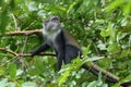 Blue monkey Cercopithecus mitis,   Jozani rainforest Zanzibar Royalty Free Stock Photo