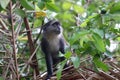 Blue monkey Cercopithecus mitis in Jozani rainforest Zanzibar Royalty Free Stock Photo