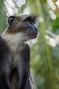 Blue Monkey - Cercopithecus mitis, Kenya, Africa