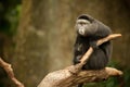 Blue Monkey - Cercopithecus