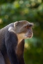 The blue monkey or diademed monkey (Cercopithecus mitis) portrait of an adult male Royalty Free Stock Photo