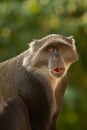The blue monkey or diademed monkey (Cercopithecus mitis) portrait of an adult male Royalty Free Stock Photo