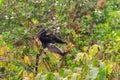 Blue monkey or diademed monkey (Cercopithecus mitis) on tree in Lake Manyara National Park in Tanzania Royalty Free Stock Photo