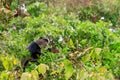 Blue monkey or diademed monkey Cercopithecus mitis on a tree in Lake Manyara National Park in Tanzania Royalty Free Stock Photo