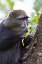 Blue monkey eating in the tree