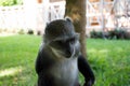 Blue monkey in Kenya near diani beach coast. Cercopithecus mitis. Royalty Free Stock Photo