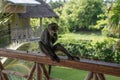 Blue monkey in Kenya near diani beach coast. Cercopithecus mitis. Royalty Free Stock Photo