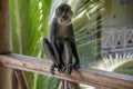 Blue monkey in Kenya near diani beach coast. Cercopithecus mitis. Royalty Free Stock Photo