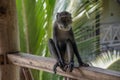 Blue monkey in Kenya near diani beach coast. Cercopithecus mitis. Royalty Free Stock Photo