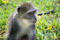 Blue monkey in Kenya near diani beach coast. Cercopithecus mitis. Royalty Free Stock Photo