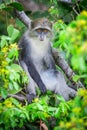 Blue Monkey Royalty Free Stock Photo