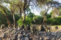 Blue Monkeys in Ngorongoro Conservation Area