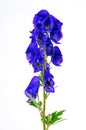 Blue monkshood plant flower