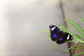 Blue Moon Butterfly on Leaf with Wings Open Horizontal