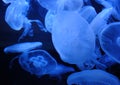 Blue Moon Jellies Swimming