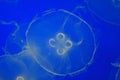 Blue Moon Jelly fish