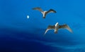 Blue Moon and seagulls Royalty Free Stock Photo
