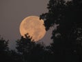 Blue Supermoon setting behind trees at sunrise Royalty Free Stock Photo