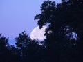 Blue Moon setting behind trees in blue dawn sky Royalty Free Stock Photo