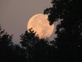 Mega Blue Moon early morning behind treeline