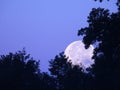 August Blue Super Mega Moon sets behind trees Royalty Free Stock Photo