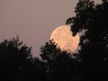 Blue Mega Moon sets behind trees in pink dawn sunrise sky Royalty Free Stock Photo