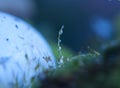 The Blue Moonlight the Moss With Water Drops In The Mushrooms Forest