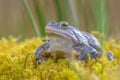 Blue Moor frog