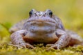 Blue Moor frog frontal view