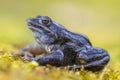 Blue Moor frog side view on bright green background