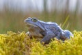 Blue Moor frog side view