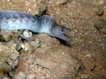 Blue Moray eel Red Sea Royalty Free Stock Photo