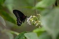 Blue mormon butterfly feeding on white flowers in the wild Royalty Free Stock Photo