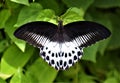 Blue Mormon Butterfly Papilio polymnestor Royalty Free Stock Photo