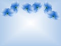 Blue Morning Glories Royalty Free Stock Photo