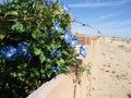 Blue morning glories blooming in the high desert Royalty Free Stock Photo