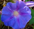 Blue Morning Glories Royalty Free Stock Photo