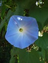 Blue morning glory flower in bloom in shade of late morning in spring season