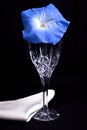 Blue morning glory flower with crystal glass