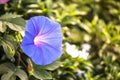 Blue Morning glory flower over blurred green garden with morning warm light, beauty of nature Royalty Free Stock Photo