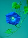 Blue morning glory flower on vine