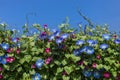 Blue morning glory flowers blooming on blue sky background