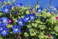 Blue morning glory flowers