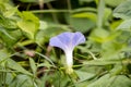 Blue morning glory, Ipomoea indica