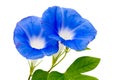 Blue morning-glory in a white background Royalty Free Stock Photo