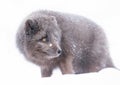 Blue Morph Arctic fox standing in the falling snow