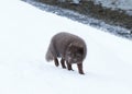 Blue morph arctic fox standing in snow