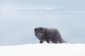 Blue morph arctic fox standing in snow Royalty Free Stock Photo