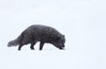 Blue morph arctic fox walking in snow