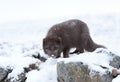 Blue morph arctic fox in winter